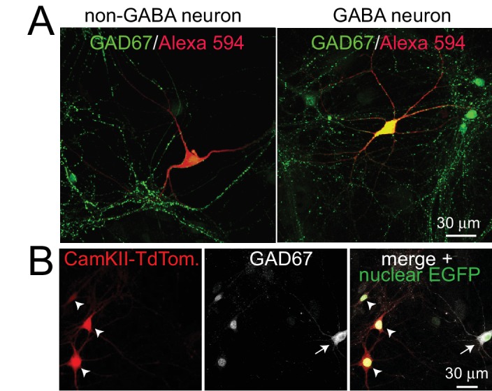 Figure 3—figure supplement 1.