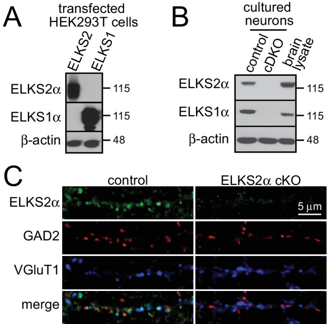 Figure 1—figure supplement 1.