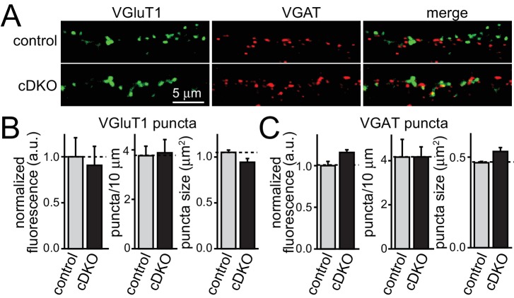 Figure 2—figure supplement 1.