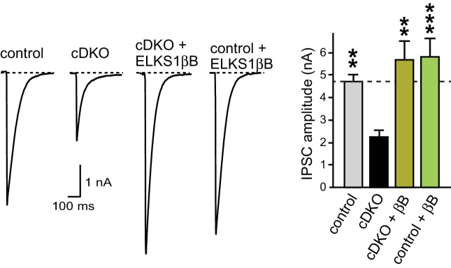 Figure 8—figure supplement 2.