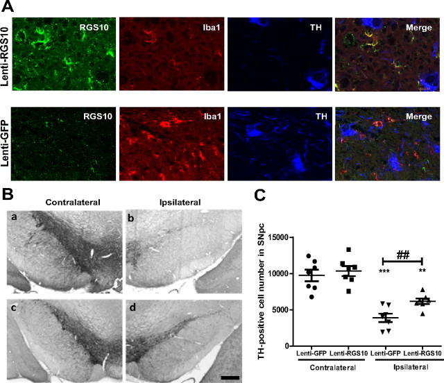 Regulator of G-Protein Signaling-10 Negatively Regulates NF-κB in ...