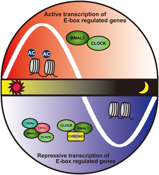 CHRONO negatively regulates circadian oscillations by directly interacting with the clock transcription factor BMAL1.