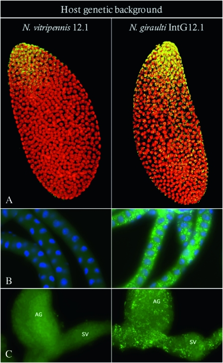 Figure 1.—