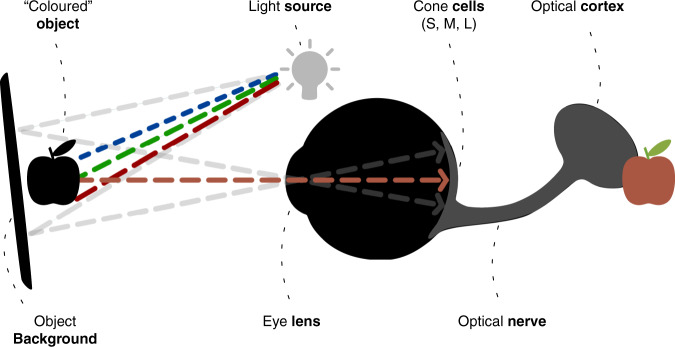 BOX 1: Human colour perception