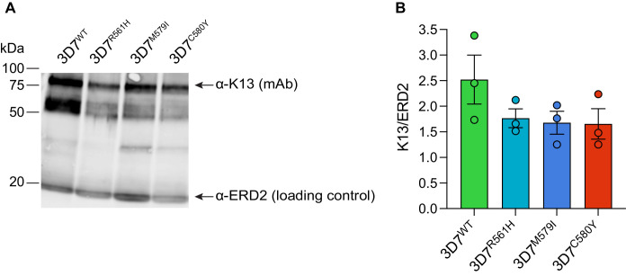 Figure 2—figure supplement 1.