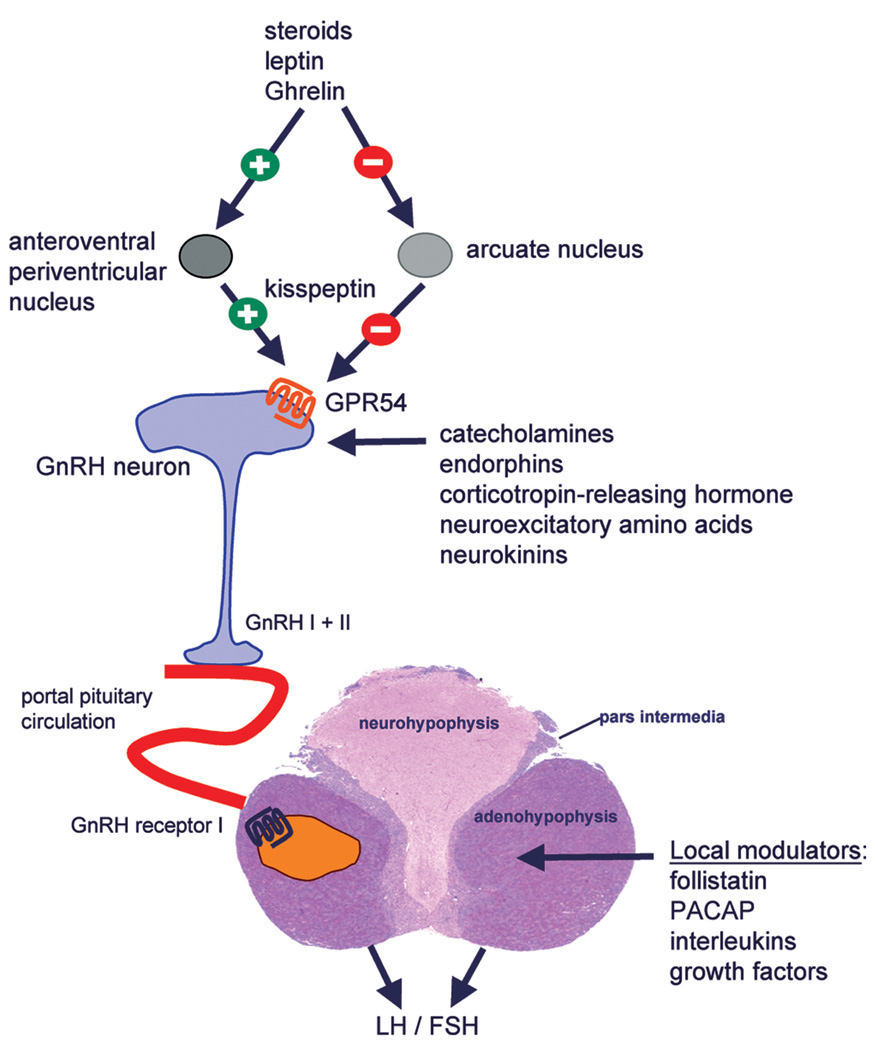 FIGURE 1