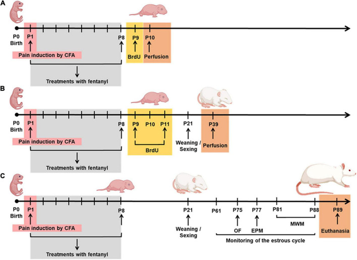 FIGURE 2