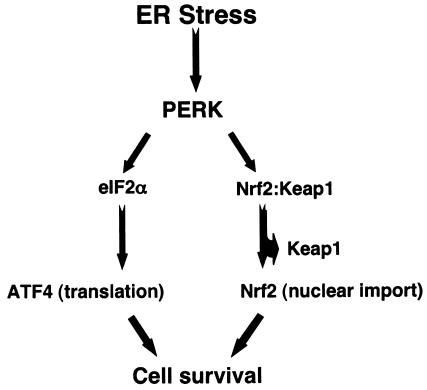 FIG. 8.