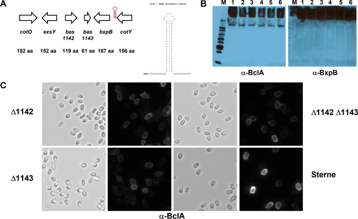 FIG 6