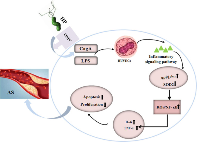 FIGURE 6