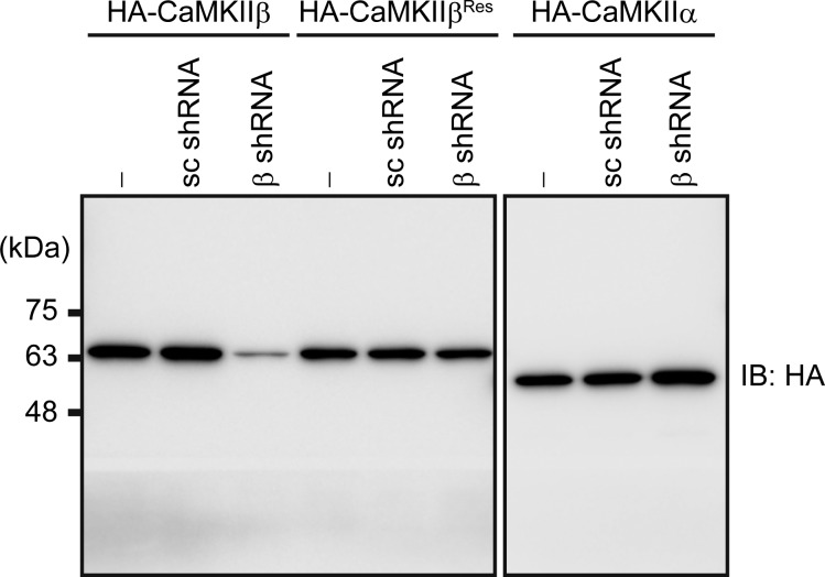 Fig. S4.