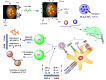 Graphical Abstract
