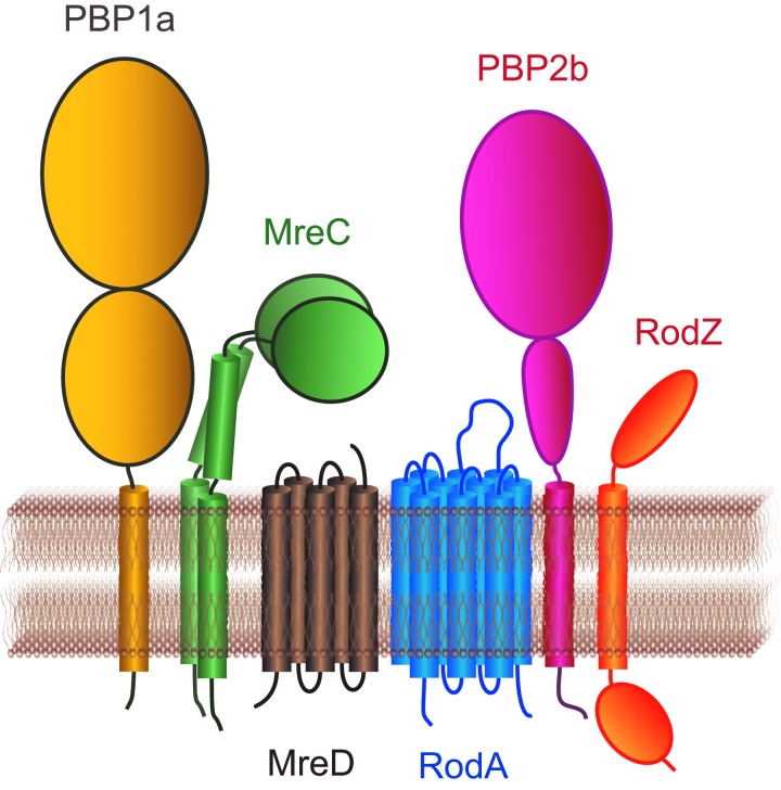 FIG. 1.