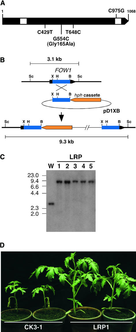 Figure 9.