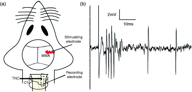 Figure 2.