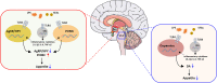 Graphical Abstract