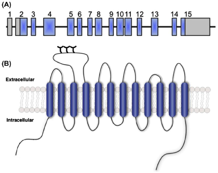 Fig. 1