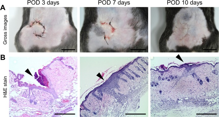 Fig. 2