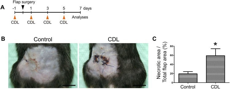 Fig. 3