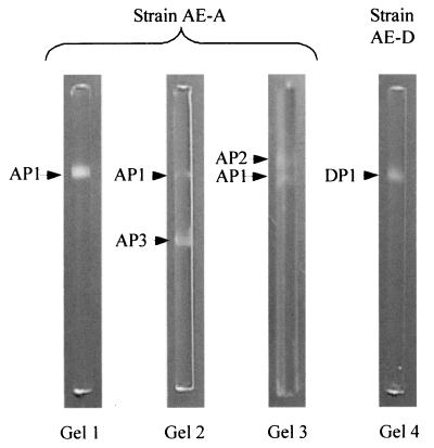 FIG. 4.