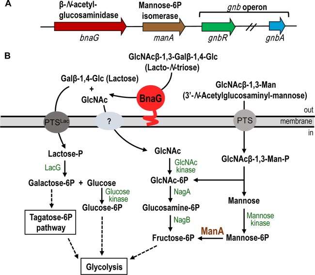 FIG 1