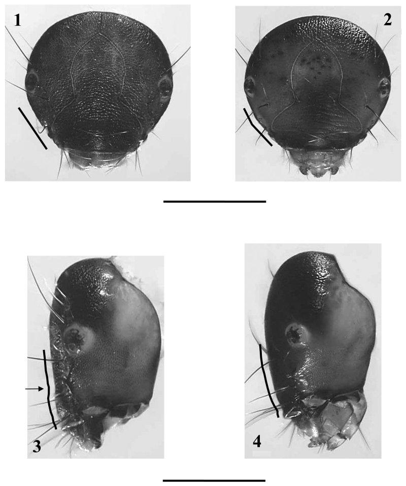 Figs.1 – 4