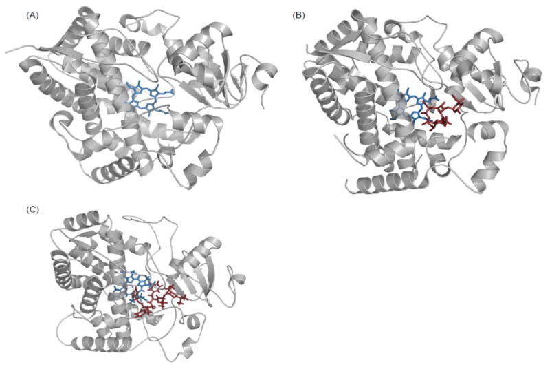 Differential Regulation of CYP3A4 and CYP3A5 and Its Implication in