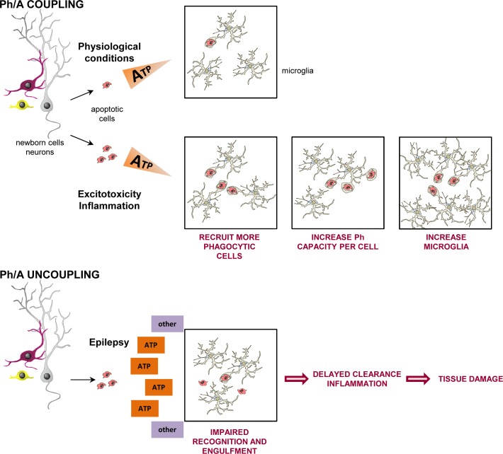 Fig 13