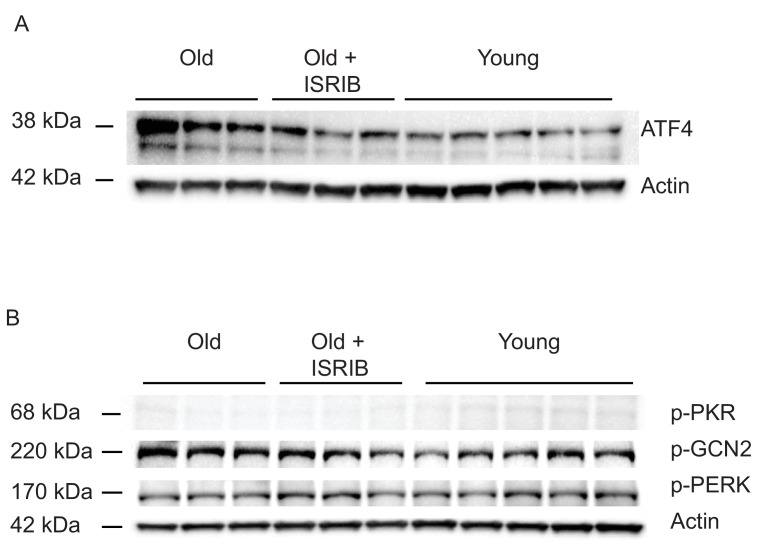 Figure 1—figure supplement 2.