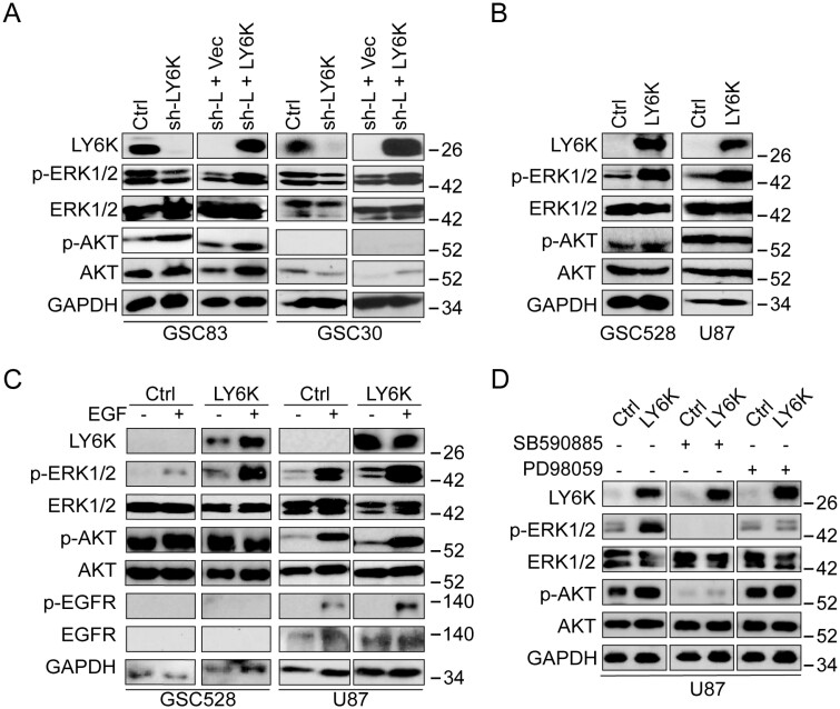 graphic file with name noae151_fig1.jpg