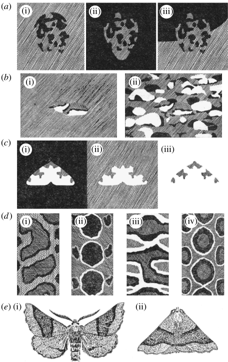 Defining disruptive coloration and distinguishing its functions - PMC