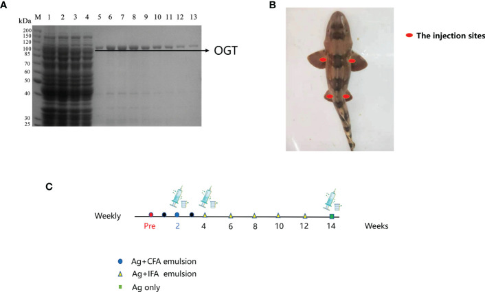 Figure 1