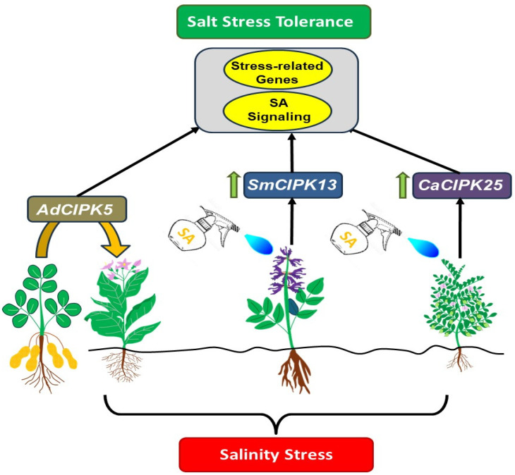 Molecular Mechanisms of CBL-CIPK Signaling Pathway in Plant Abiotic ...