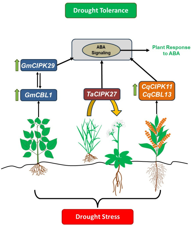 Molecular Mechanisms of CBL-CIPK Signaling Pathway in Plant Abiotic ...