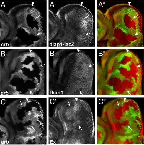 Fig. 2.