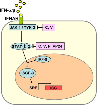 Fig. 2