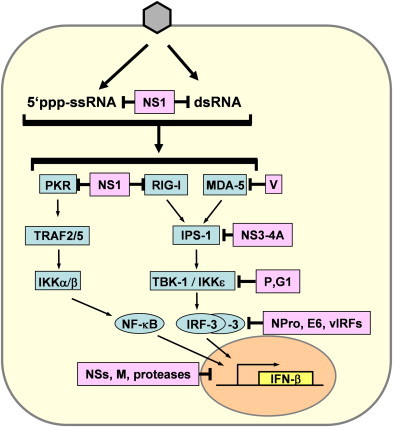 Fig. 1