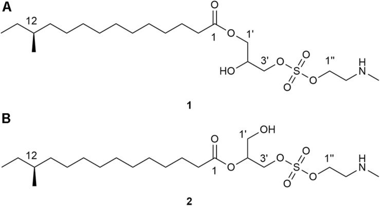 FIGURE 2