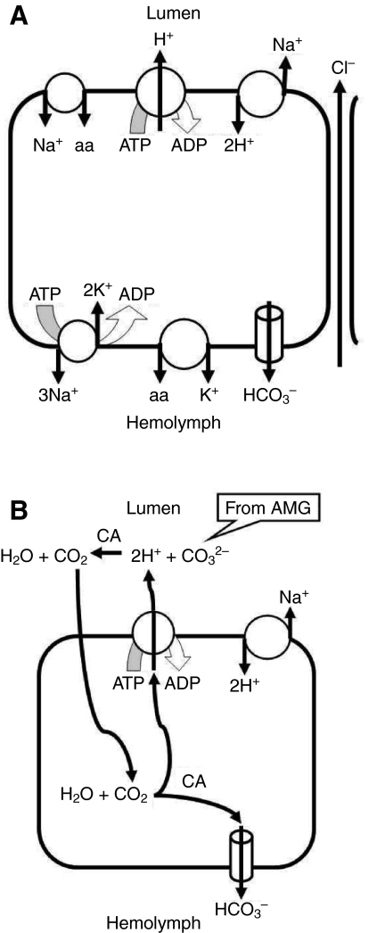 Fig. 5.