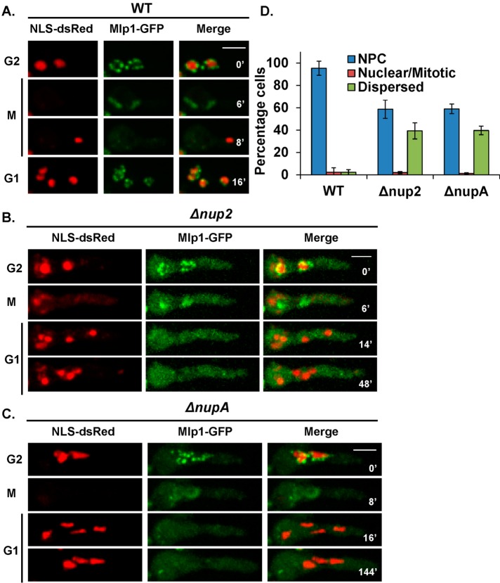 FIGURE 2: