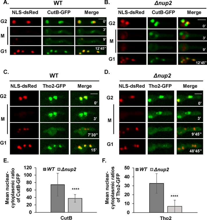 FIGURE 4: