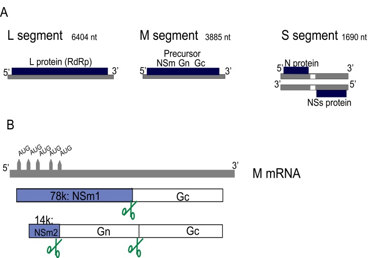 Fig. (1)