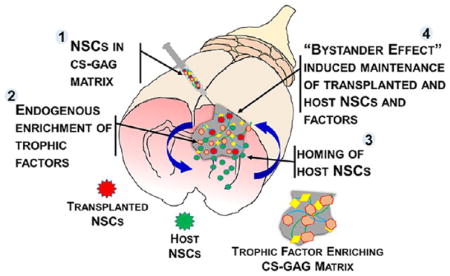 graphic file with name nihms960244u1.jpg