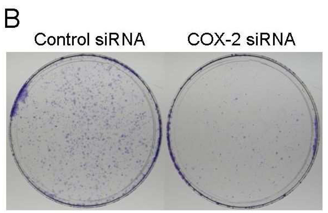 FIG. 6