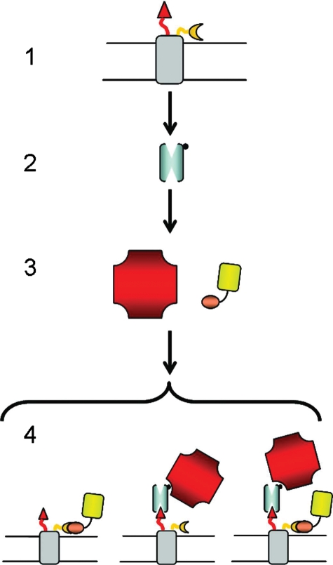 Fig. 1