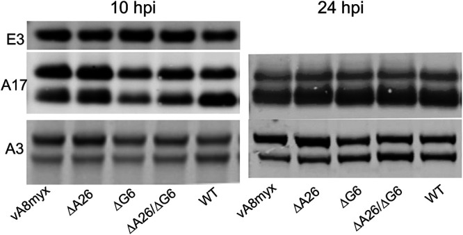 FIG 6