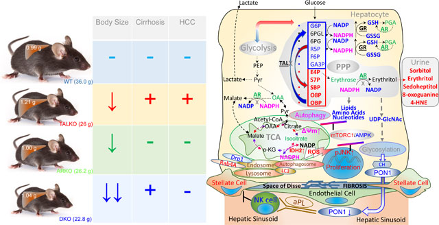 graphic file with name nihms-1939451-f0006.jpg