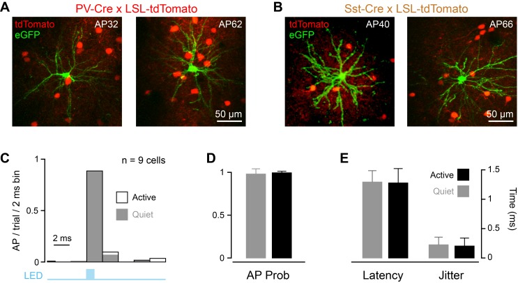 Figure 3—figure supplement 1.