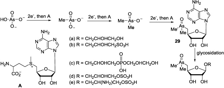 Scheme 5