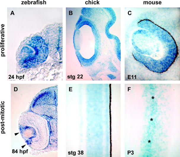 Figure 6.—